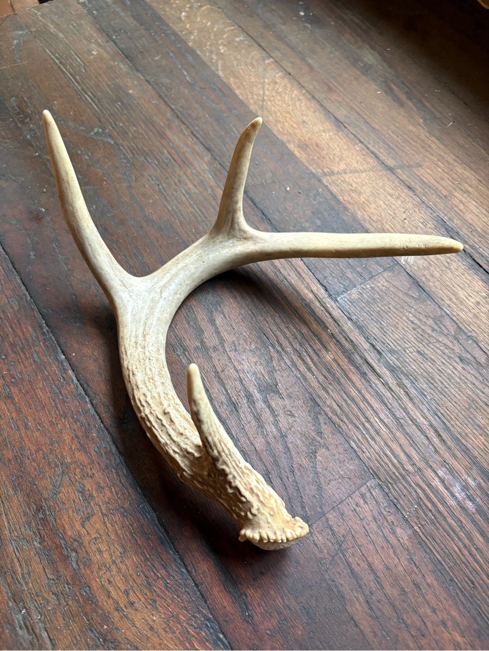 Naturally Shed Whitetail Deer Antler